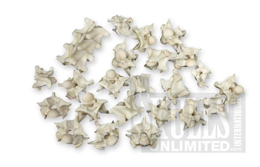Real Python Vertebra — Skulls Unlimited International, Inc.