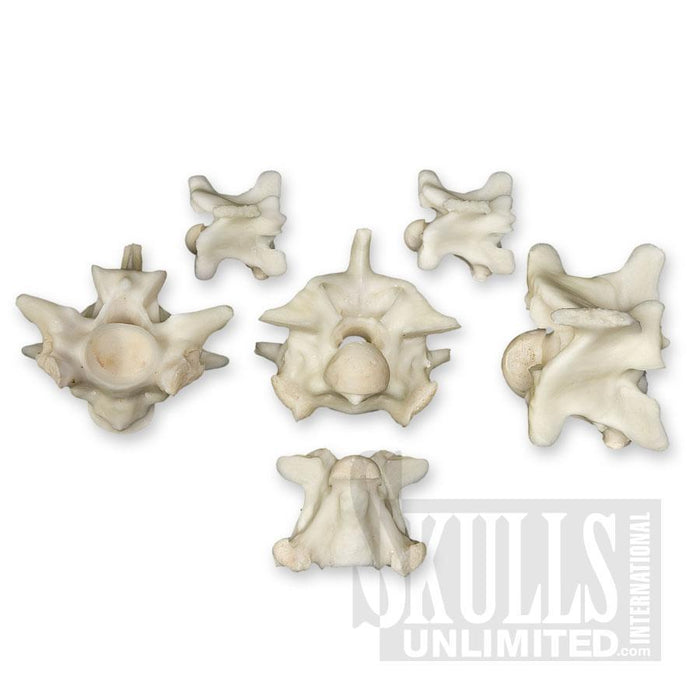 Real Python Vertebra — Skulls Unlimited International, Inc.