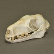 Real Hammerhead Fruit Bat Skeleton