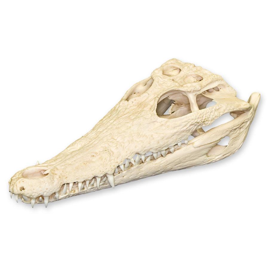 Real Nile Crocodile Skull For Sale — Skulls Unlimited
