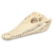 Real Nile Crocodile Skull