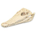 Real Nile Crocodile Skull