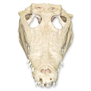 Real Nile Crocodile Skull