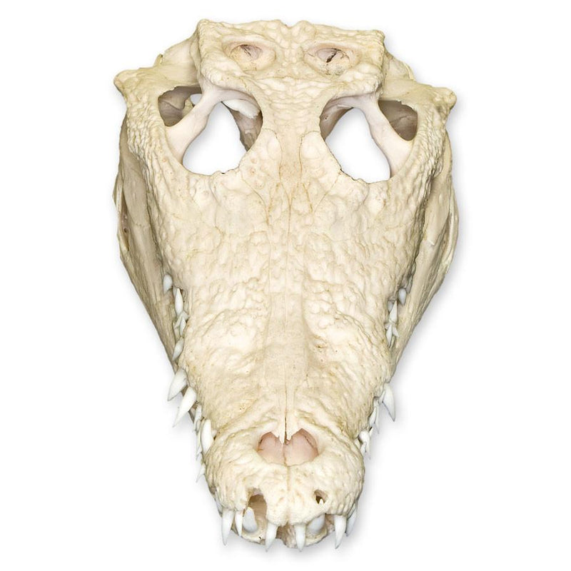 Real Nile Crocodile Skull