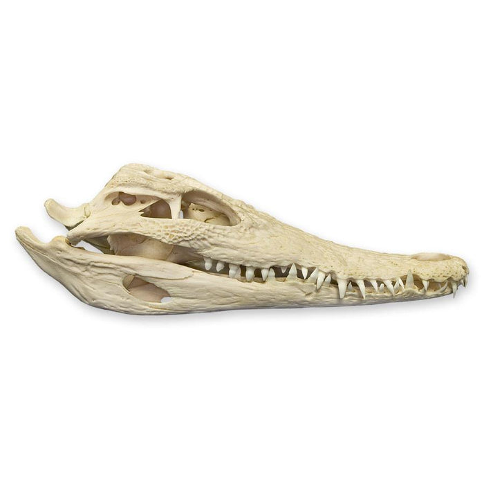 Real Nile Crocodile Skull