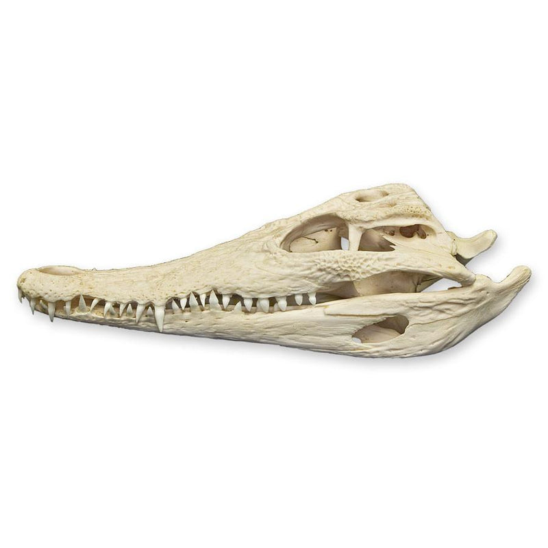 Real Nile Crocodile Skull