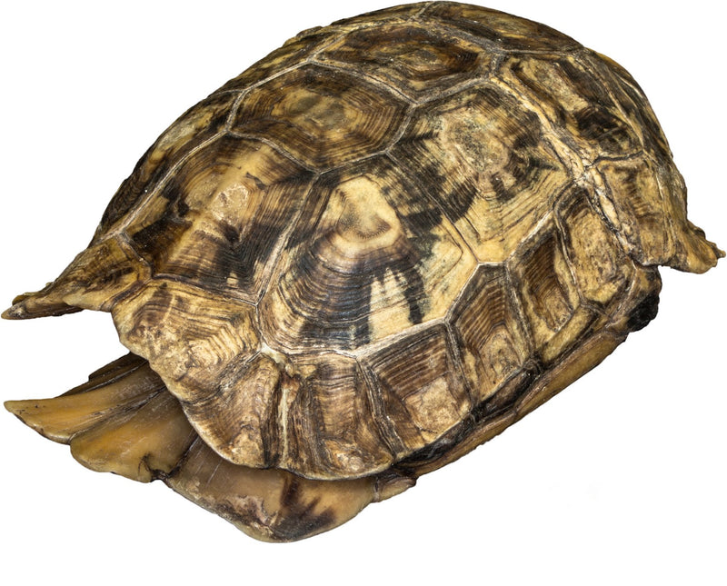 Real Hinge-back Tortoise Shell and Skull
