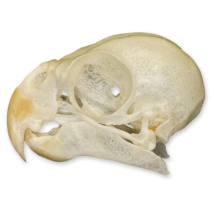 Real Cockatiel Bird Skull
