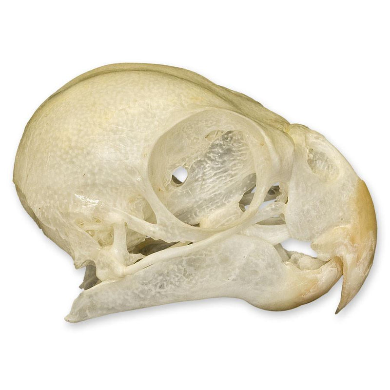 Real Cockatiel Bird Skull