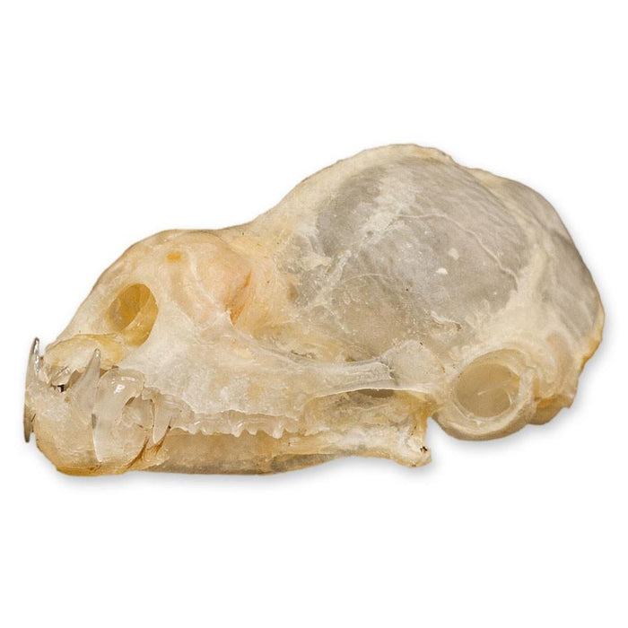 Real Blyth's Horseshoe Bat