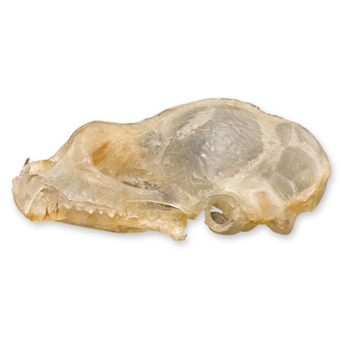 Real Blyth's Horseshoe Bat