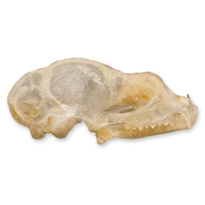 Real Blyth's Horseshoe Bat