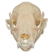 Real Leschenault's Rousette Fruit Bat Skull