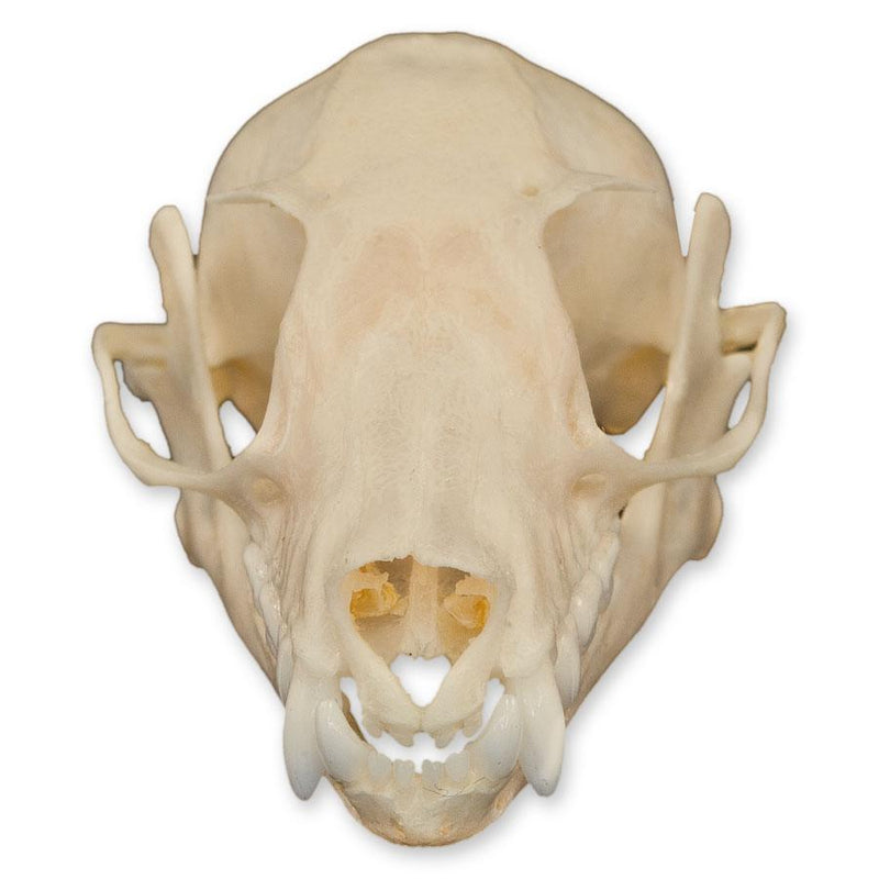Real Leschenault's Rousette Fruit Bat Skull