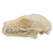 Real Leschenault's Rousette Fruit Bat Skull