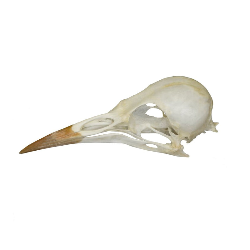 Real Starling Skull
