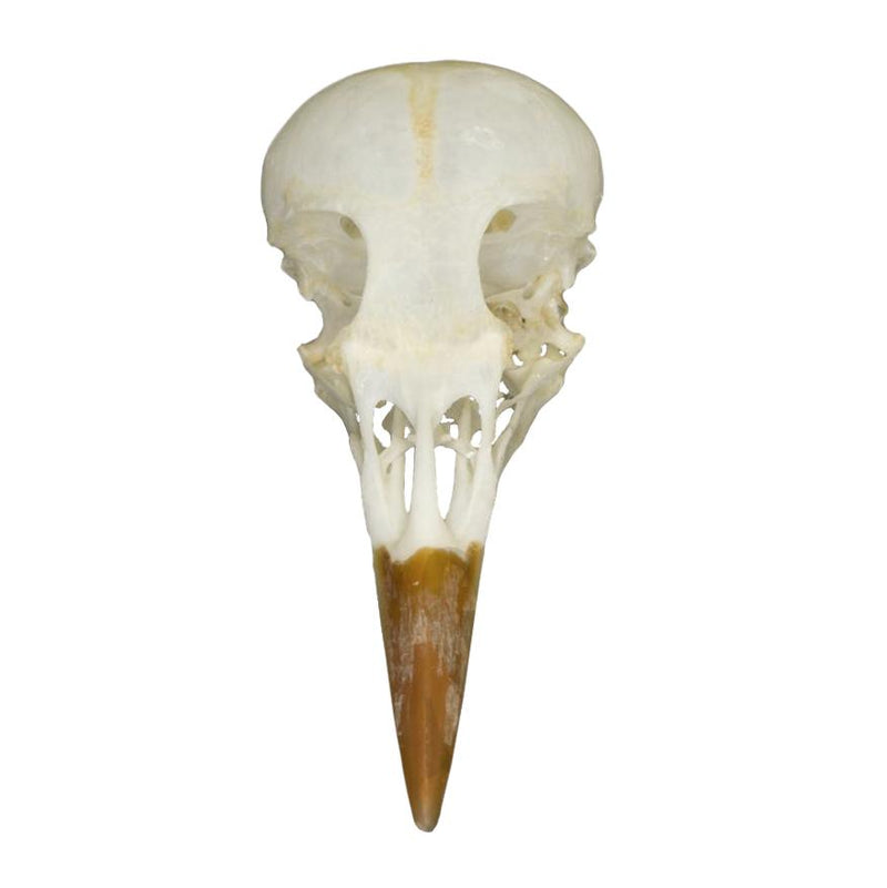 Real Starling Skull