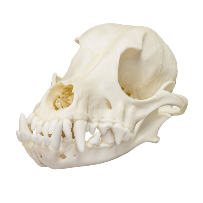 Real Domestic Dog Skull - Underbite