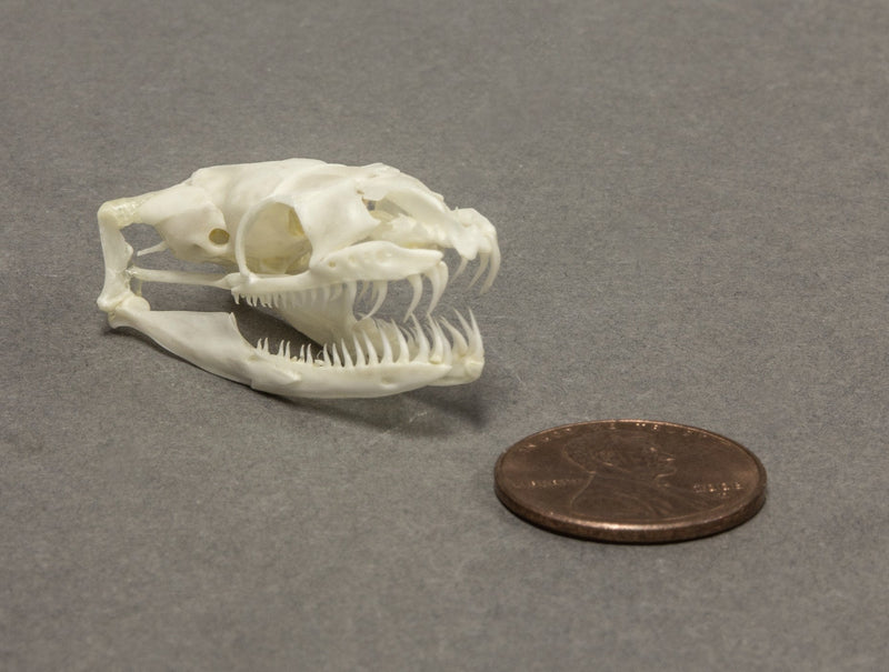 Real Ball Python Skull