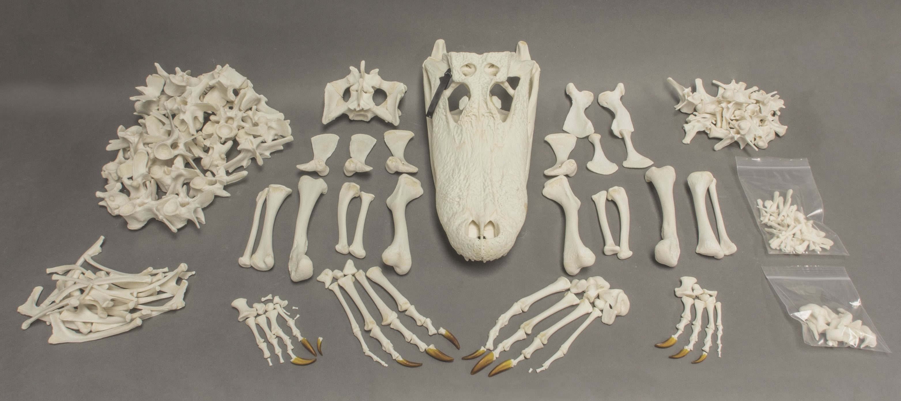 Real American Alligator Skeleton (10ft.) For Sale — Skulls Unlimited