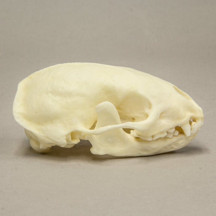 Real Hog-nosed Skunk Skeleton