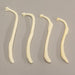 Real Raccoon Baculum - Healed Pathology