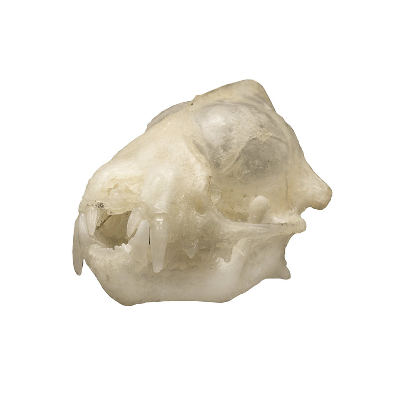 Lesser Asiatic Yellow Bat Skull