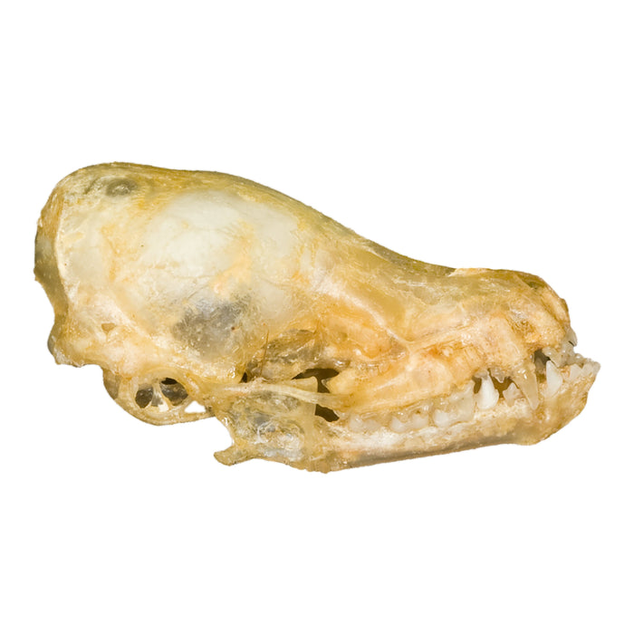 Real Silver-tipped Myotis Bat Skull
