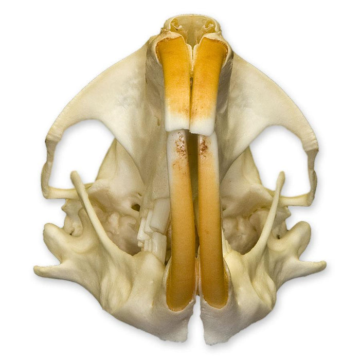 Real Camas Pocket Gopher Skull