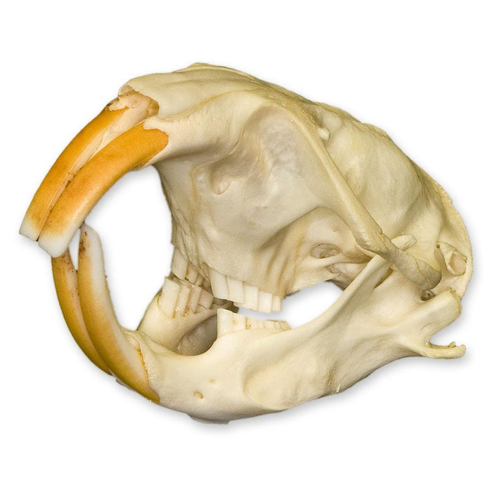 Real Camas Pocket Gopher Skull