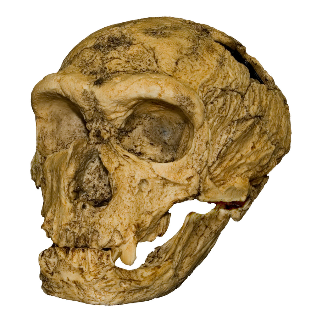 La-Chapelle-aux-Saints-Skull--