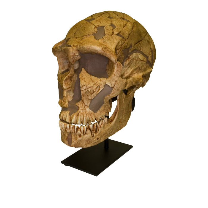 Replica La Ferassie Skull