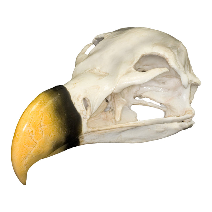 Replica Lappet-faced Vulture Skull