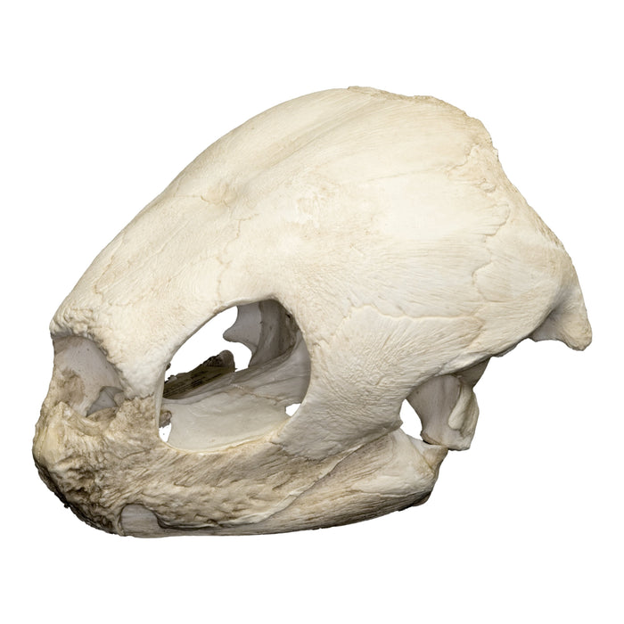 Replica Leatherback Sea Turtle Skull