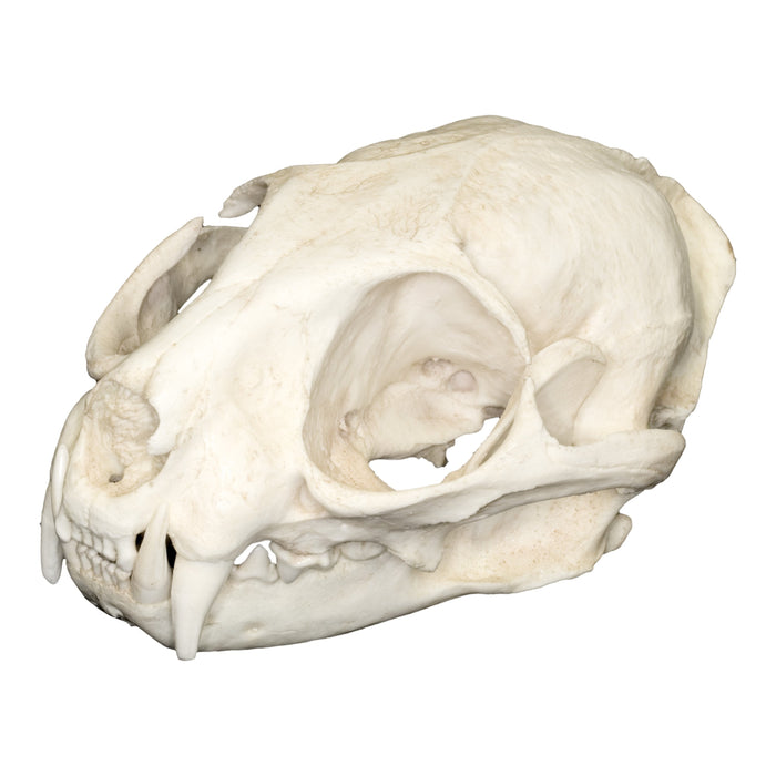 Replica Leopard Cat Skull