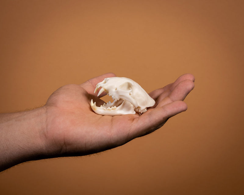 SKULLIES - Miniature Leopard Skull