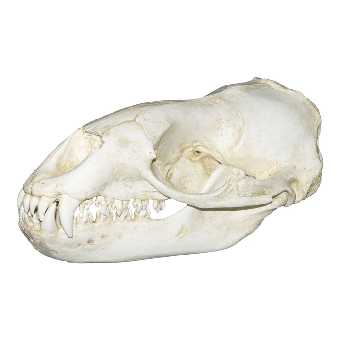 Replica Leopard Seal Skull