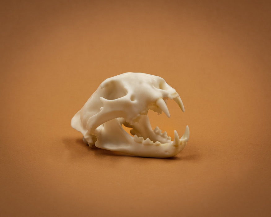 SKULLIES - Miniature Leopard Skull