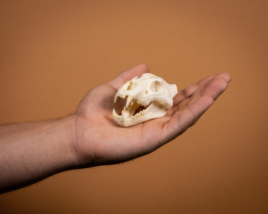SKULLIES - Miniature Lion Skull (1/6th)