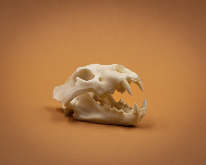 SKULLIES - Miniature Lion Skull (1/6th)
