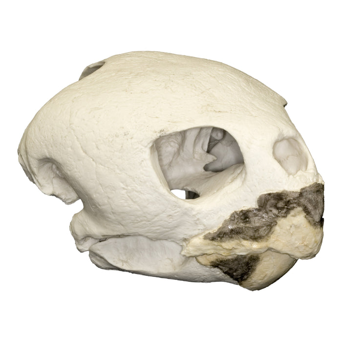 Replica Loggerhead Sea Turtle Skull