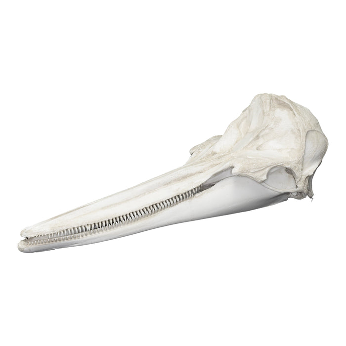 Replica Long-beaked Common Dolphin Skull