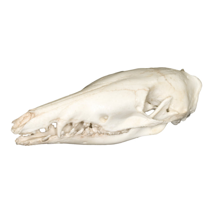 Replica Long-nosed Bandicoot Skull