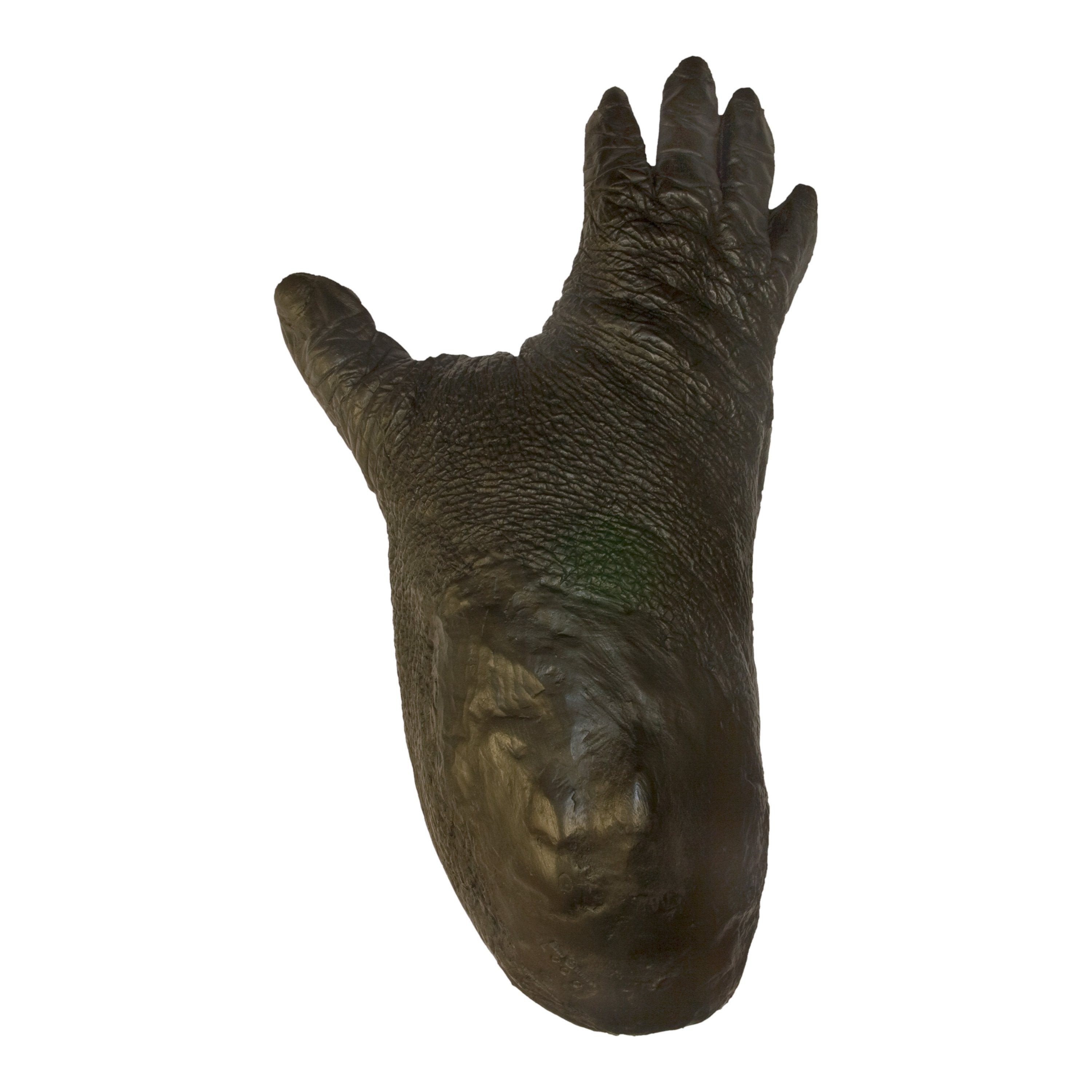 Replica Lowland Gorilla Male Right Foot For Sale — Skulls