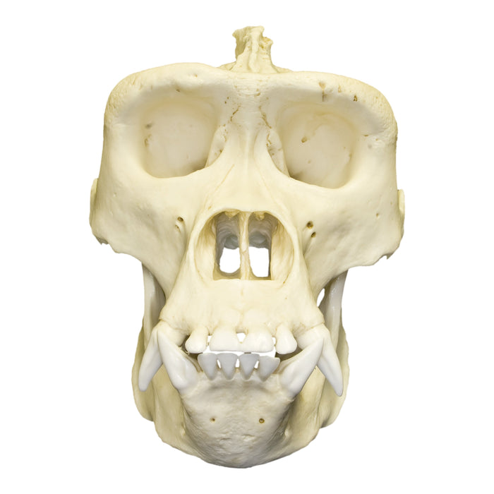 Replica Lowland Gorilla Skull