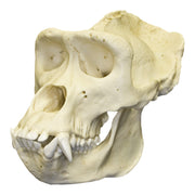 Replica Lowland Gorilla Skull - Male