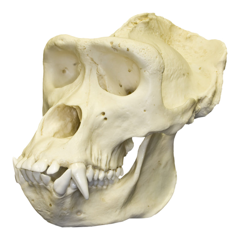 Replica Lowland Gorilla Skull - Male