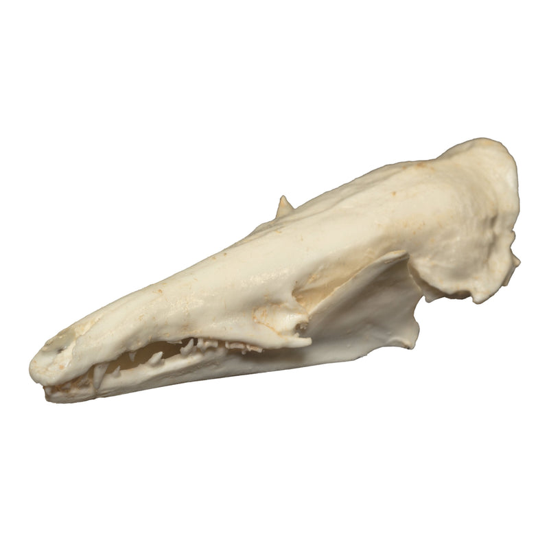Replica Lowland Streaked Tenrec Skull