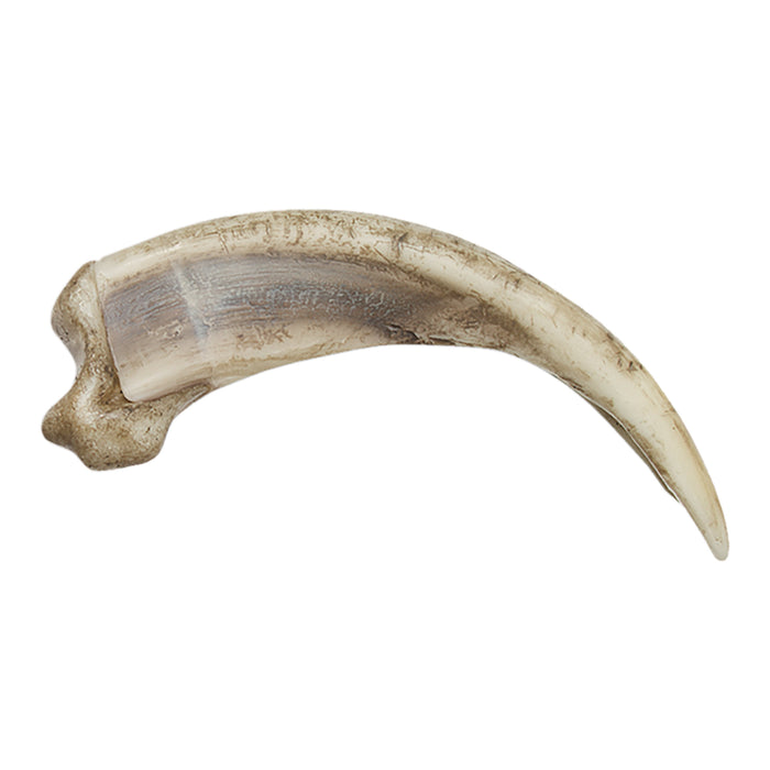 Replica Grizzly Bear Kodiak Claw, Curved (15cm)
