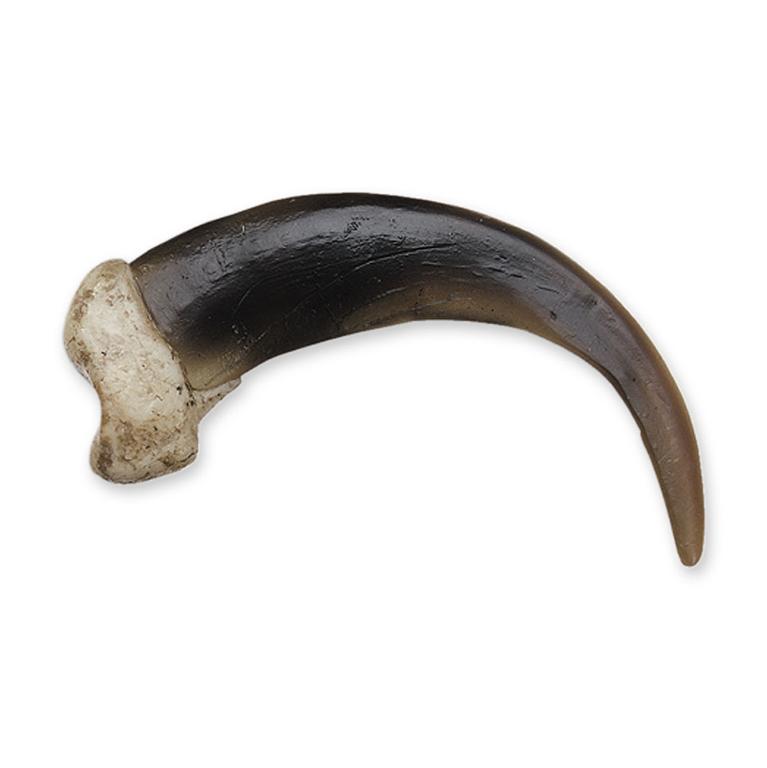 Replica Grizzly Bear Claw - Extra Large (10 cm)